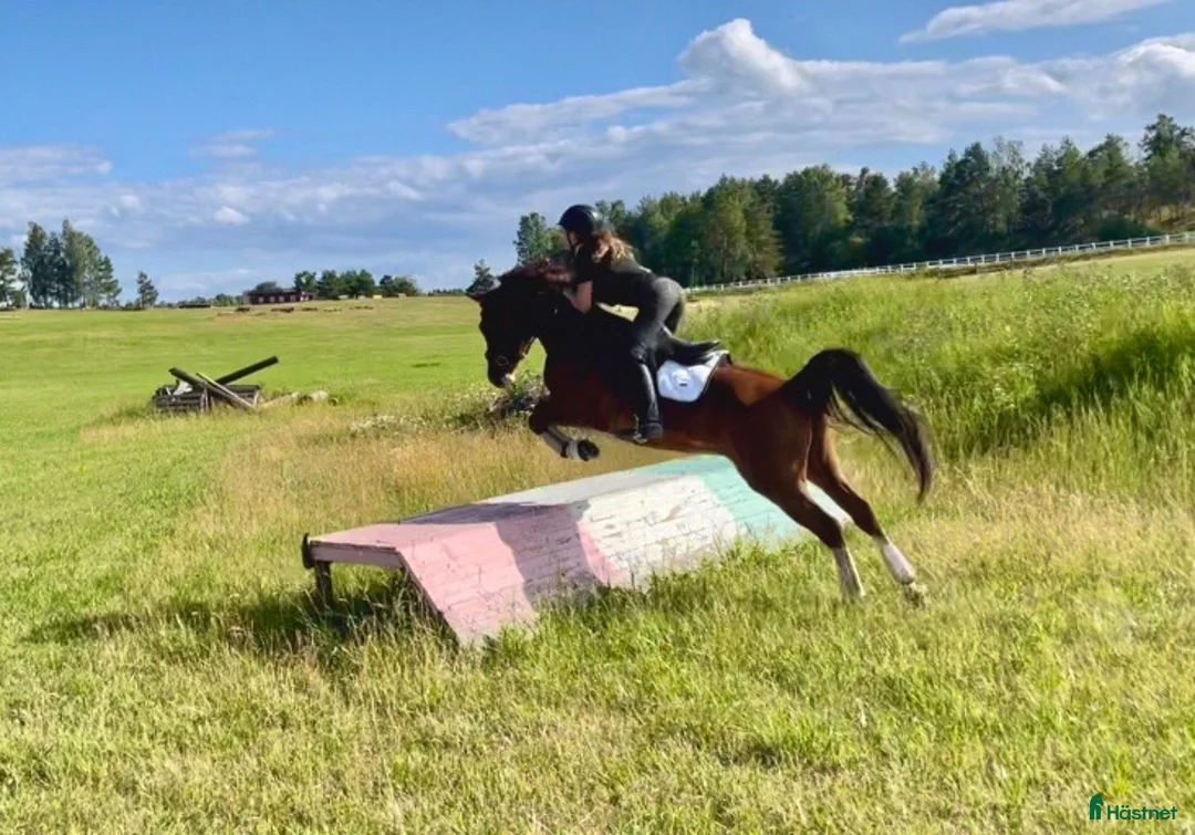 Allround hästar till salu:  Superhäftig och vacker C-ponny - Annons 3