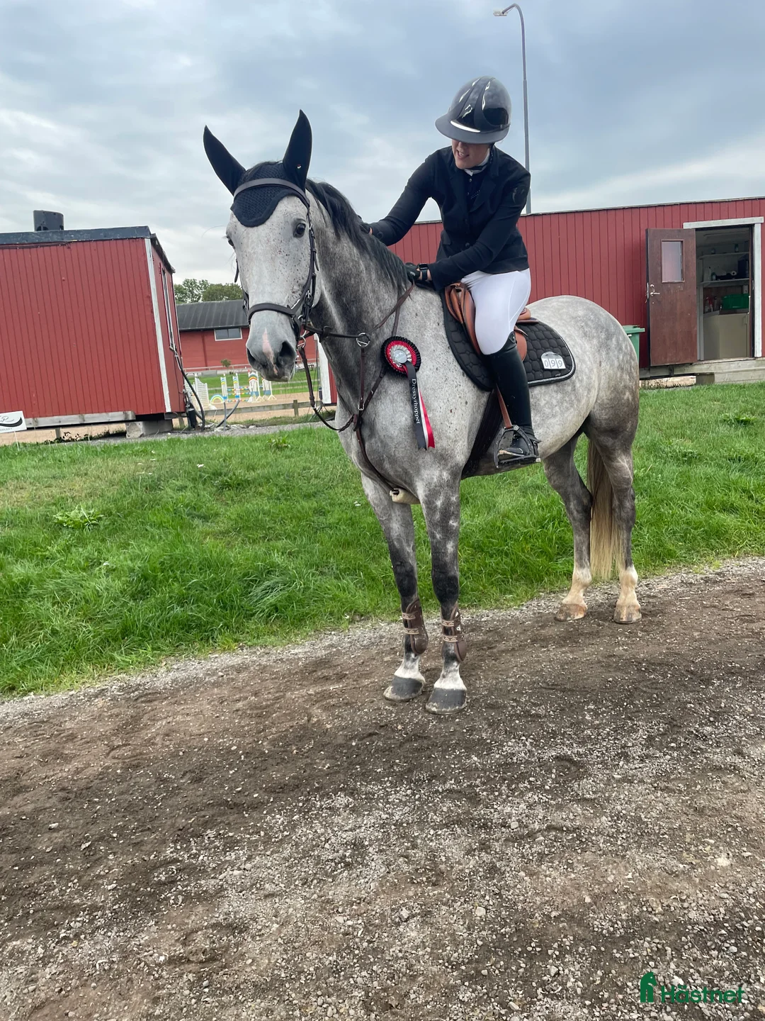 Dressyr hästar till salu: Fynd till orädd ryttare  i Norrköping - Annons 1