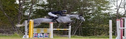 Fälttävlan hästar till salu: 7 y/o eventing horse for the future. i Jessheim - Annons 8