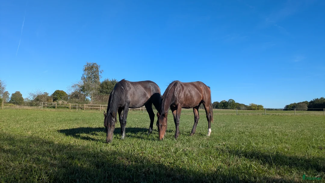 Dressyr hästar till salu: Mycket fin åring med topp dressyrstam!  i Hörby - Annons 18