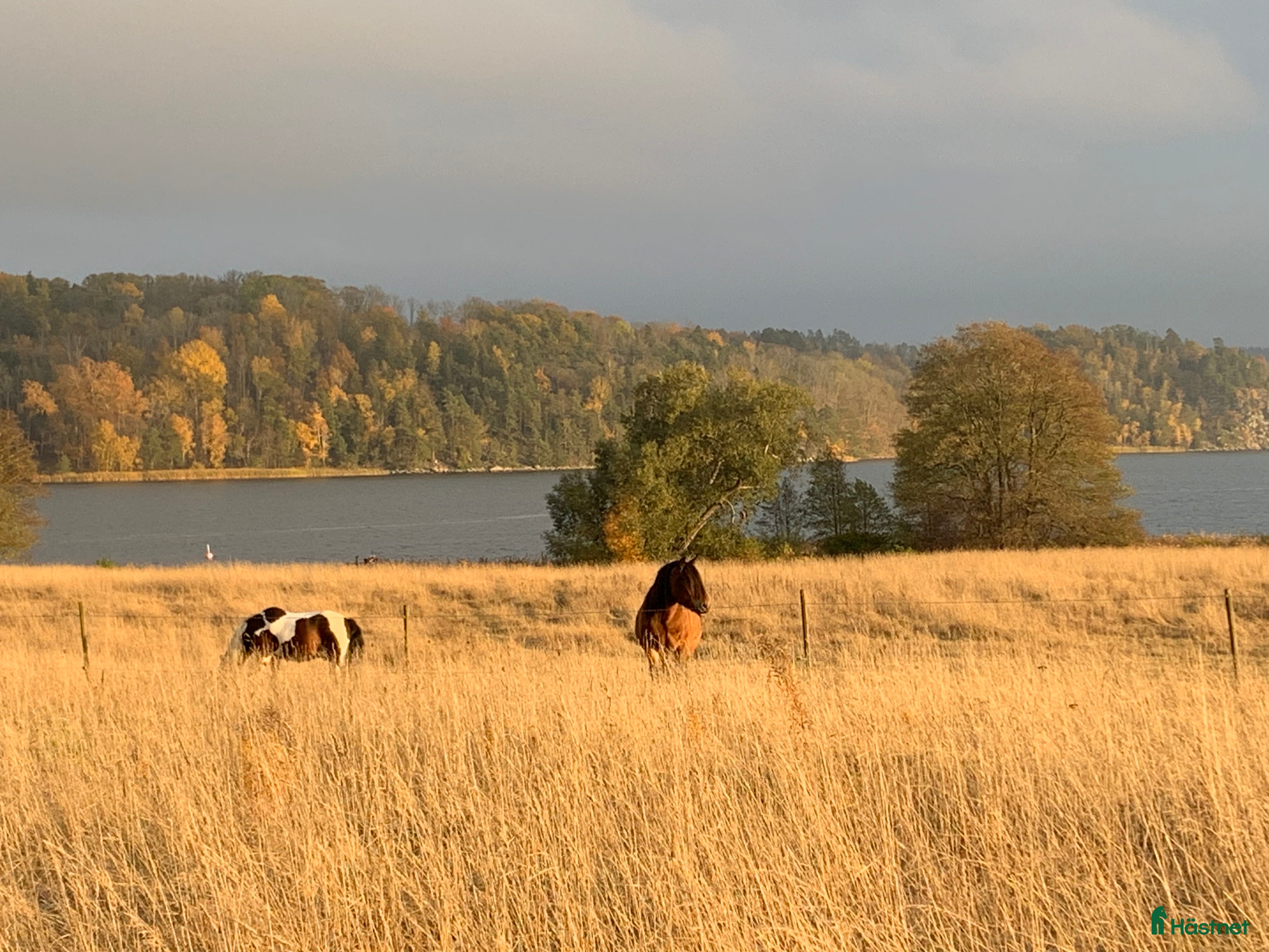  stallplats finnes: Stall med havsutsikt i Grödinge - Annons 1