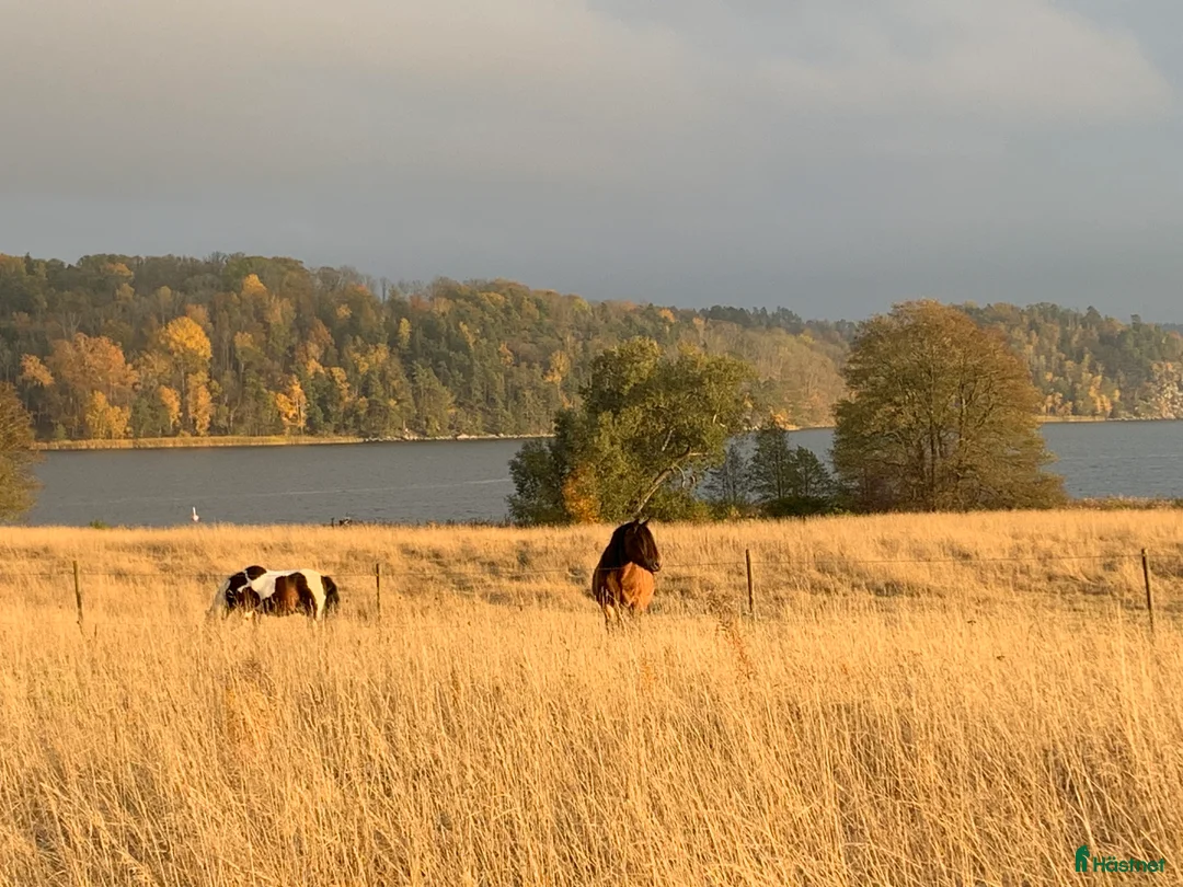  stallplats finnes: Stall med havsutsikt - Annons 1