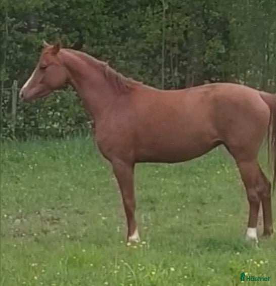  hästar Sign Me UP i Glava - Annons 10