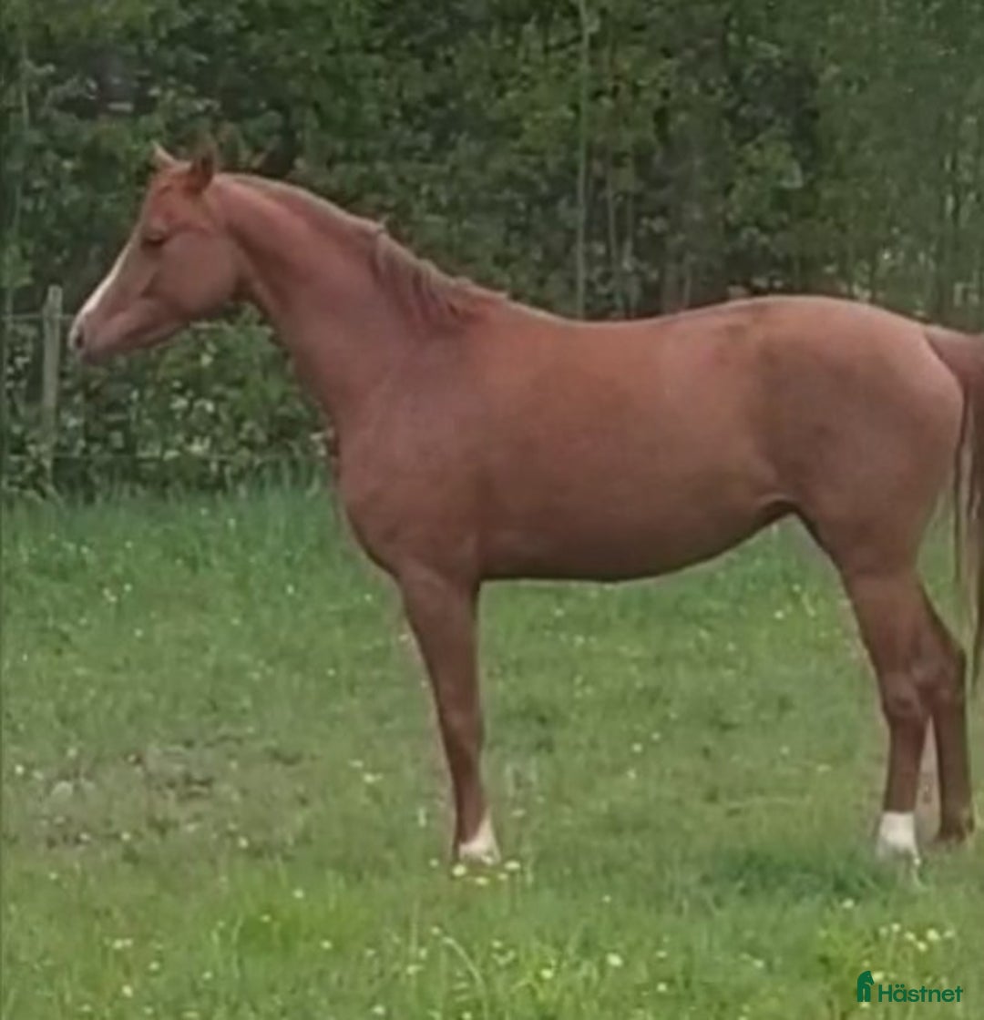 Hoppning hästar till salu: Sign Me UP i Glava - Annons 1