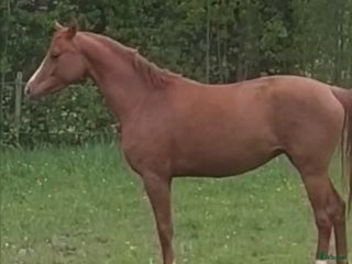 hästar Sign Me UP i Glava - Annons 13