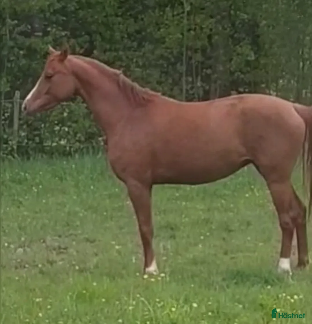 Hoppning hästar till salu: Sign Me UP i Glava - Annons 1