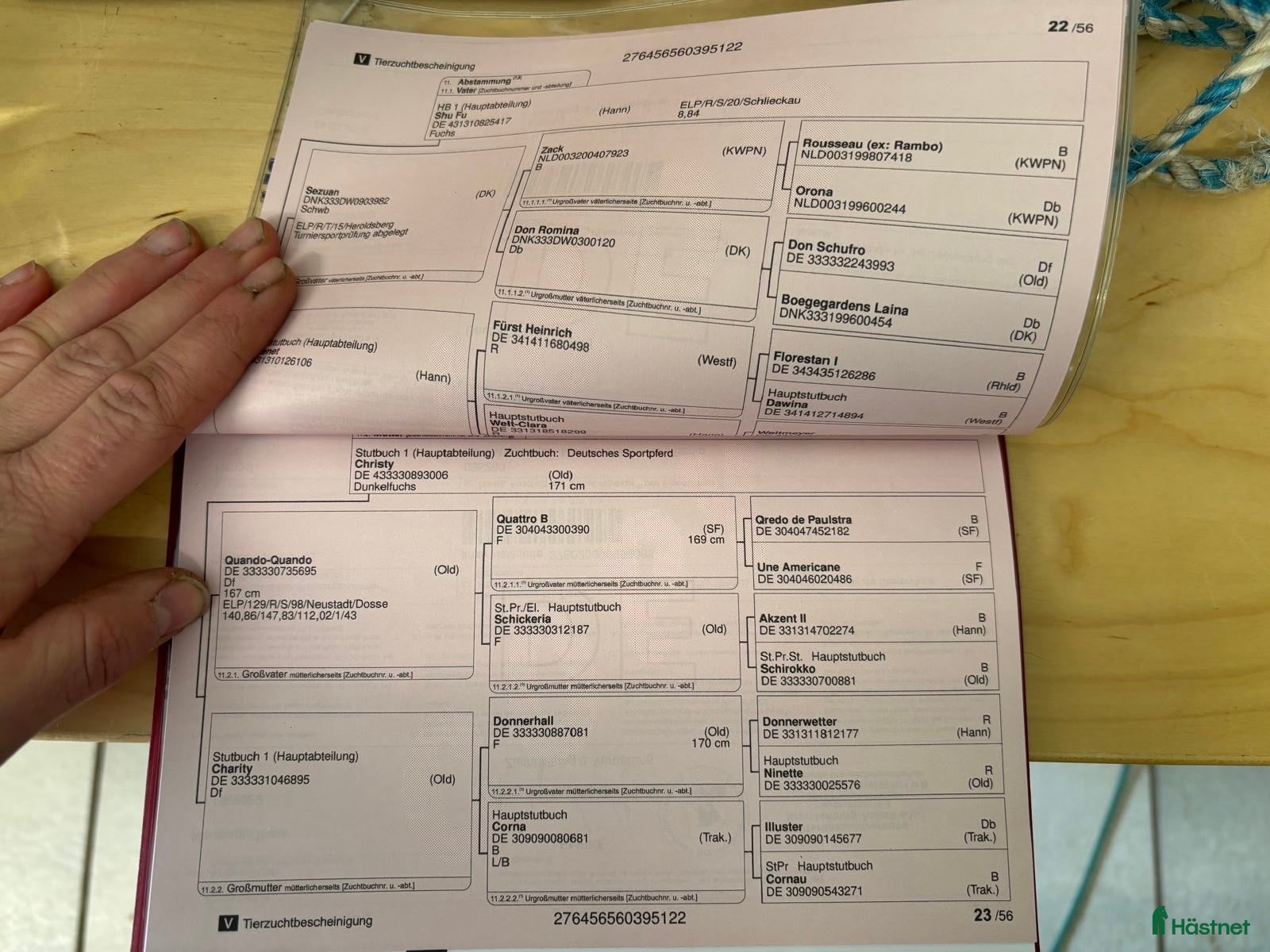  hästar Rar dressyrvalack i mindre förpackning - Annons 2