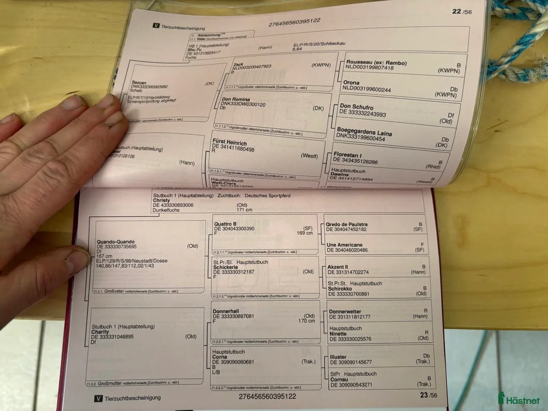 Fälttävlan hästar till salu: Rar dressyrvalack i mindre förpackning - Annons 2
