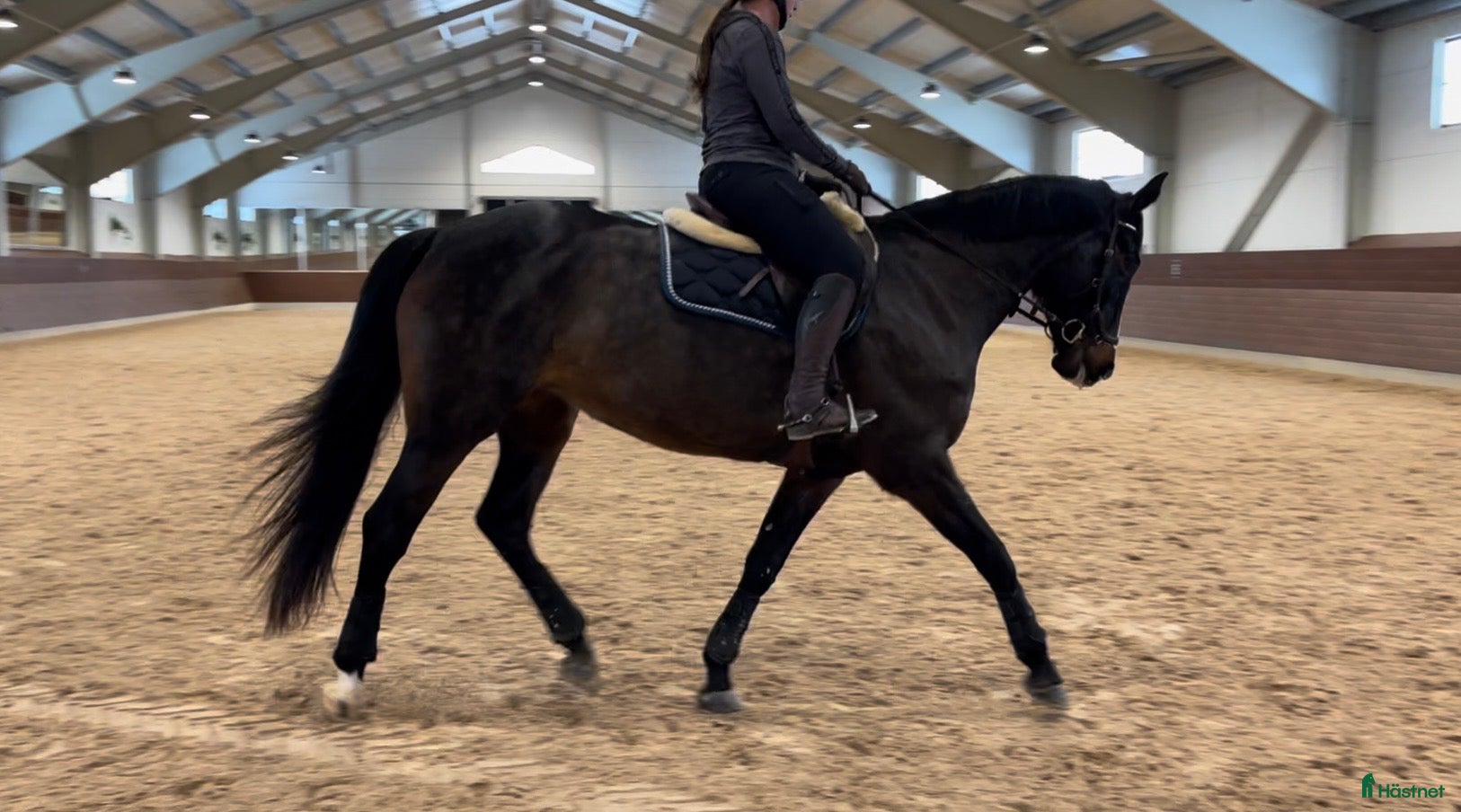  hästar Fint feminint SWB sto e. Casanova Hästak - Annons 2