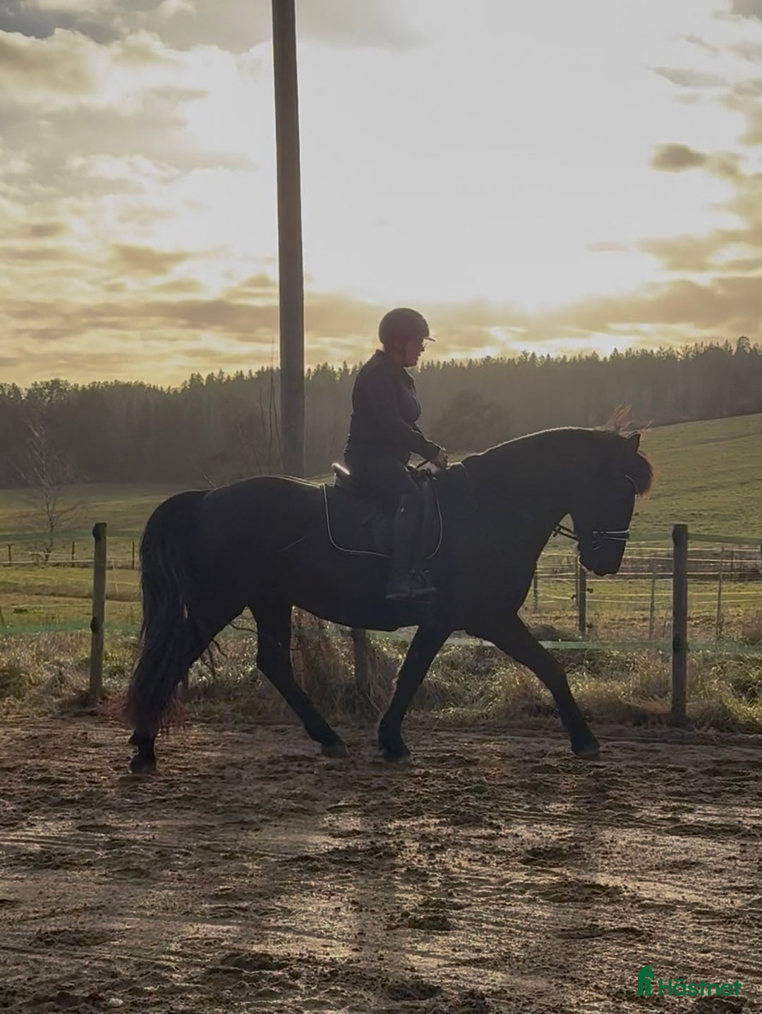 Allround hästar till salu: Trevlig frieser/hbl-valack i Vagnhärad - Annons 4