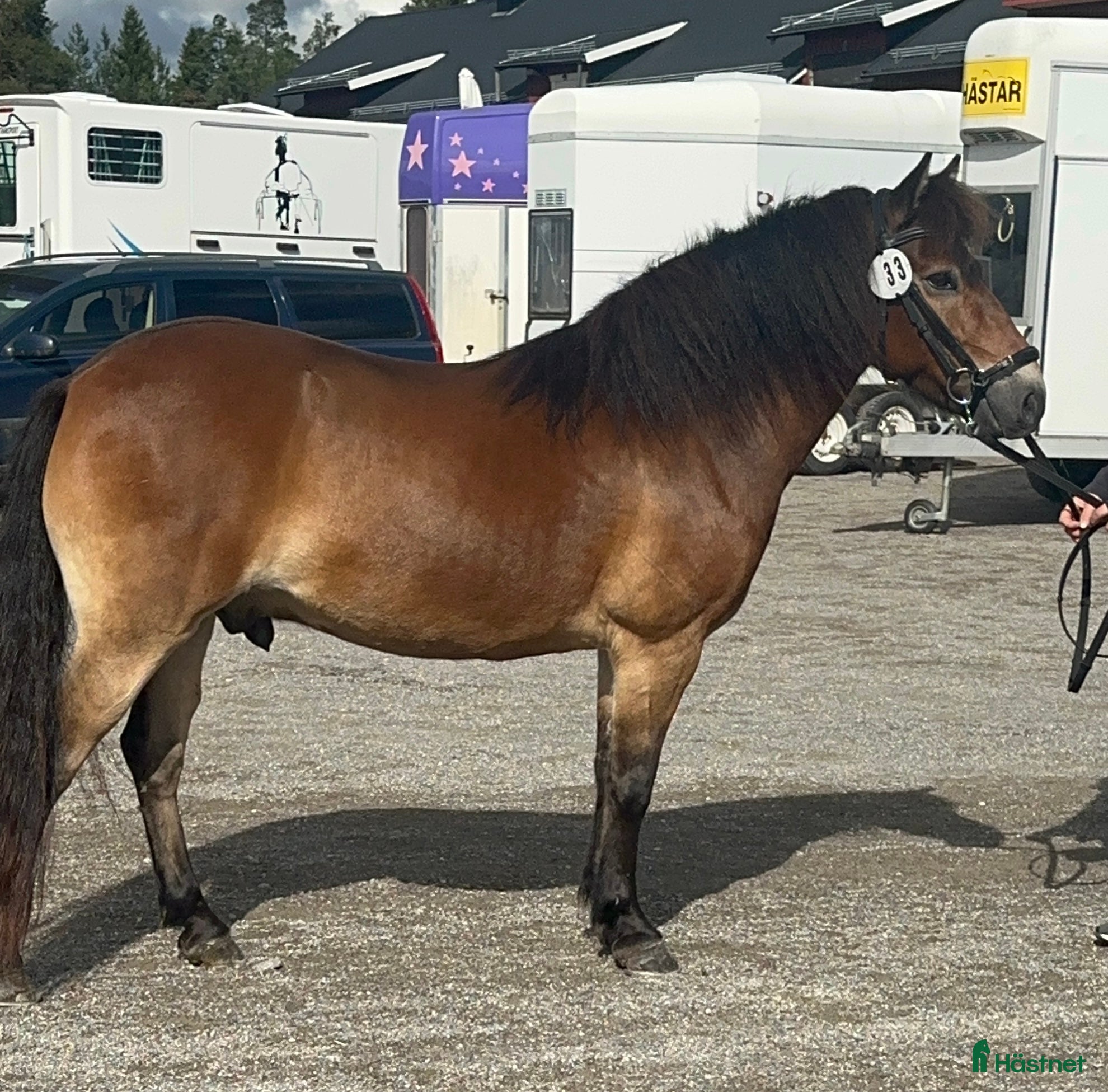  hästar Allroundponny i Umeå - Annons 1