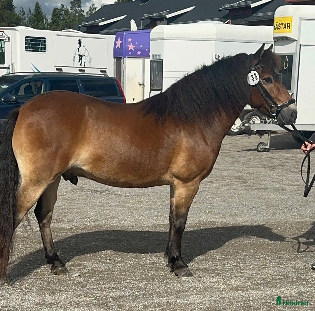 Allround hästar till salu: Allroundponny i Umeå - Annons 1