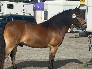 hästar Allroundponny i Umeå - Annons 1