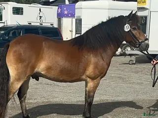 hästar Allroundponny i Umeå - Annons 15