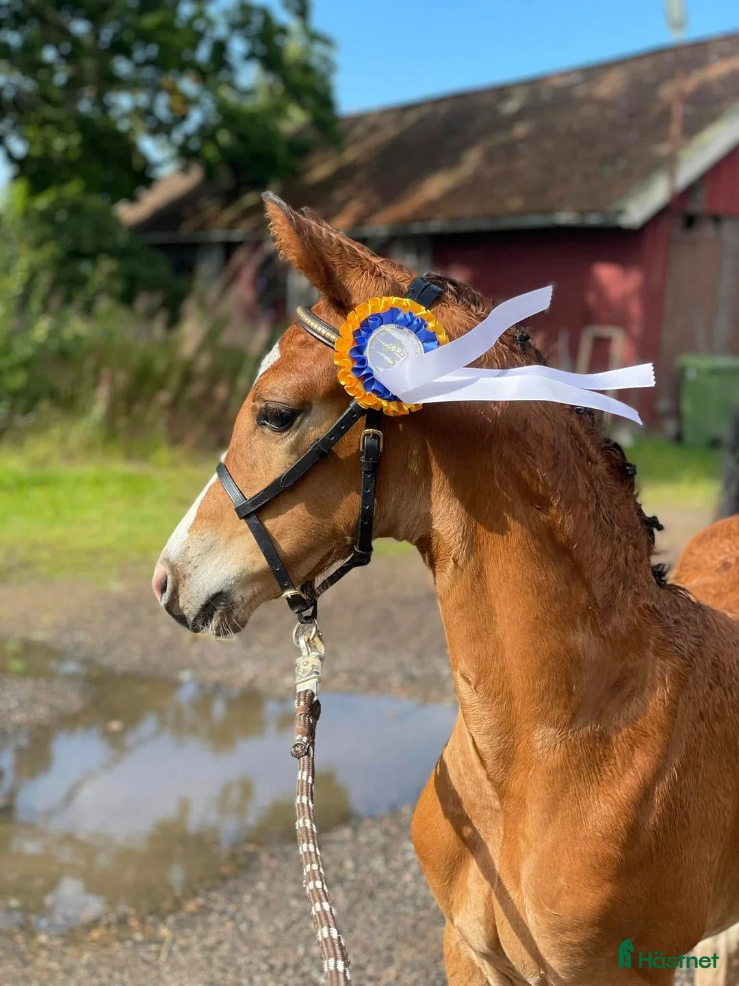 Dressyr hästar till salu: Uttrycksfull och vackert sto i Tvååker - Annons 3