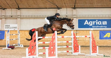  hästar i Ljungby - Annons 9