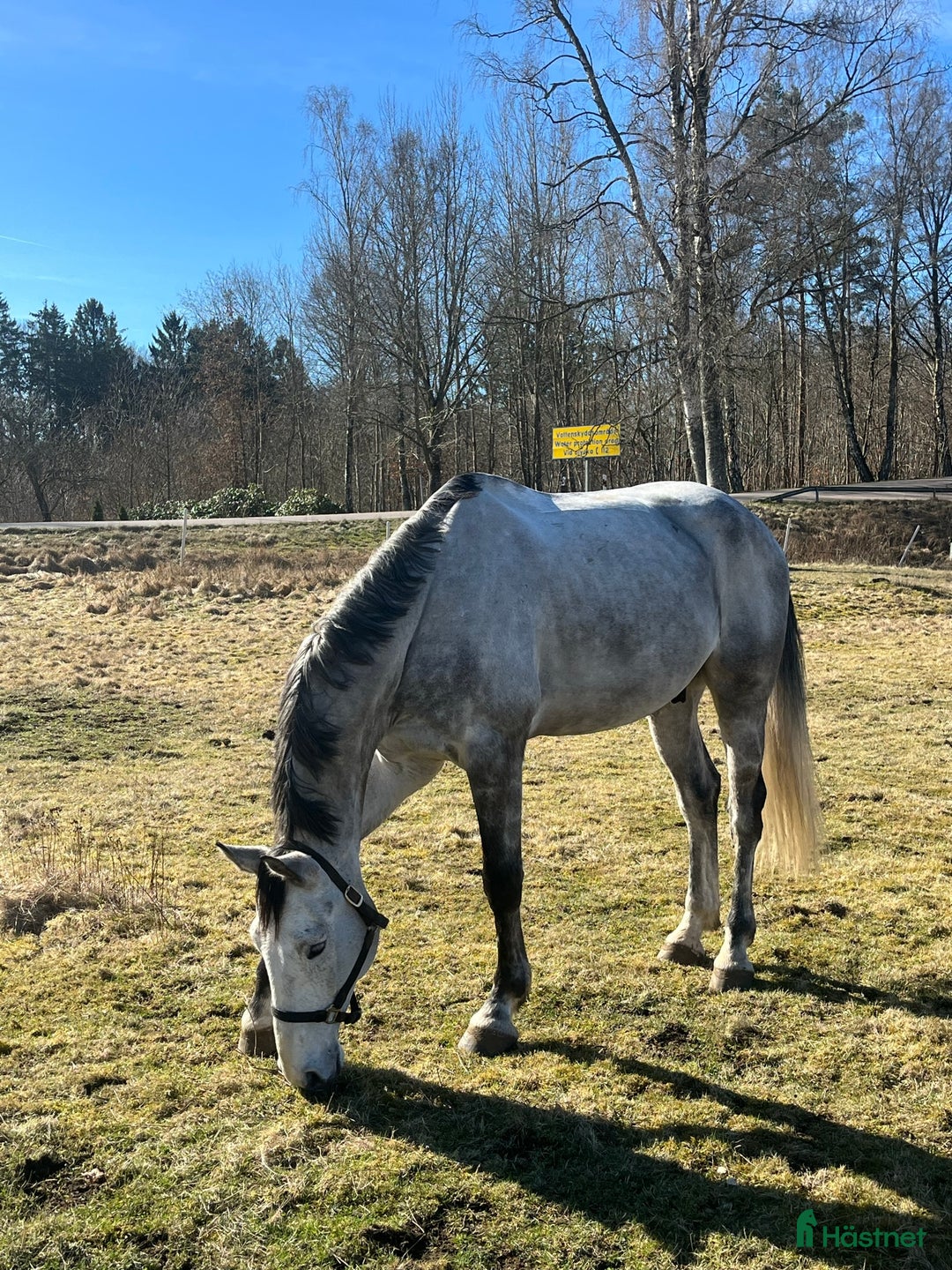 Dressyr hästar till salu: Trevlig stor valack med stort hjärta  🌟🦄  i Halmstad - Annons 2