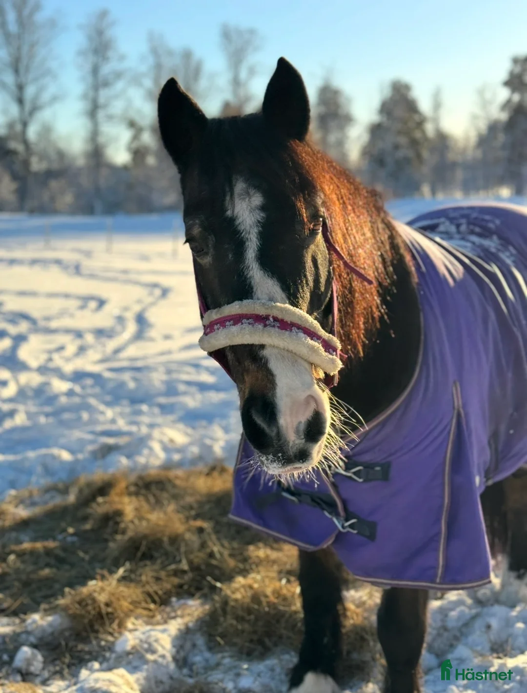 Allround hästar till salu: Världens bästa Ponny  i Borgvik - Annons 2