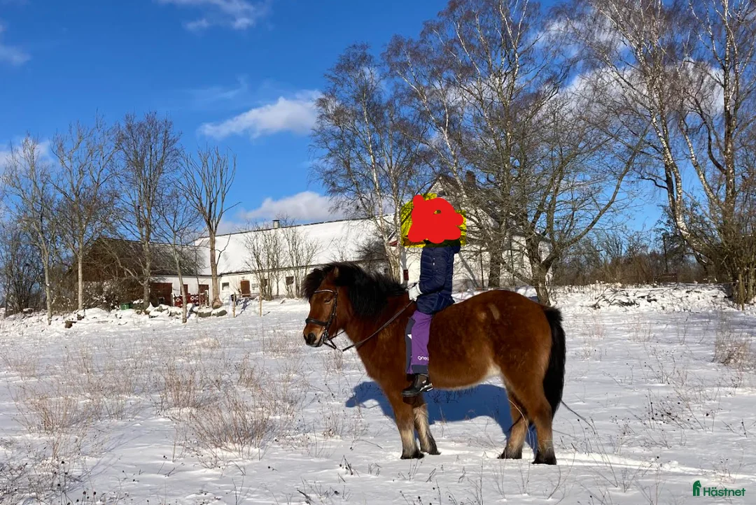 Island hästar till salu: Mycket trevlig islandsvalack i Gärsnäs - Annons 1