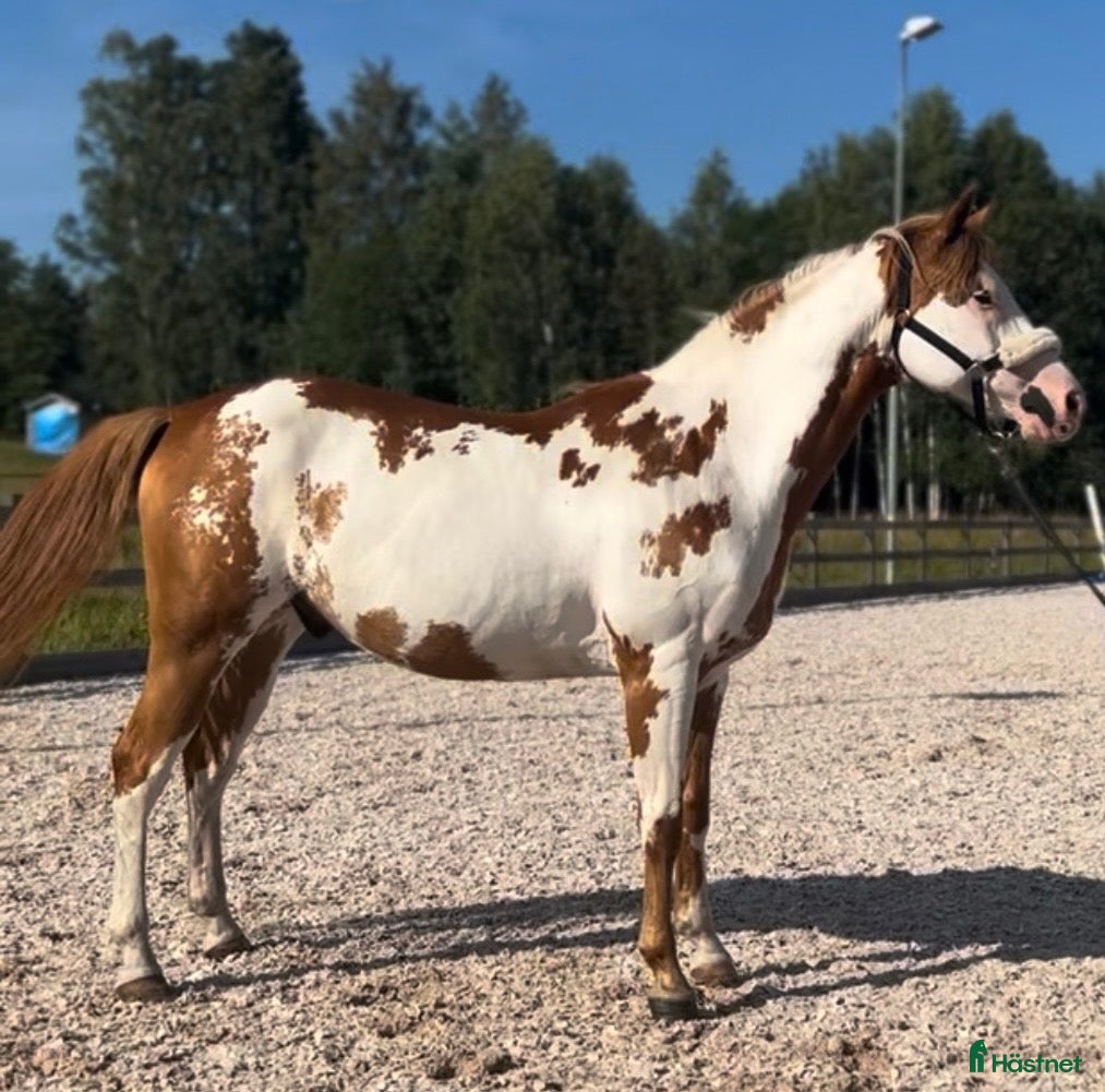  hästar Trygg & supersnäll fd terapihäst för uteritter - Annons 1