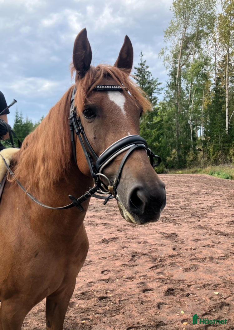 Allround hästar till salu: Trevligt ponnysto i Pargas - Annons 1