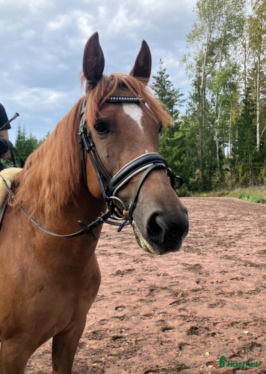 Allround hästar till salu: Trevligt ponnysto i Pargas - Annons 1