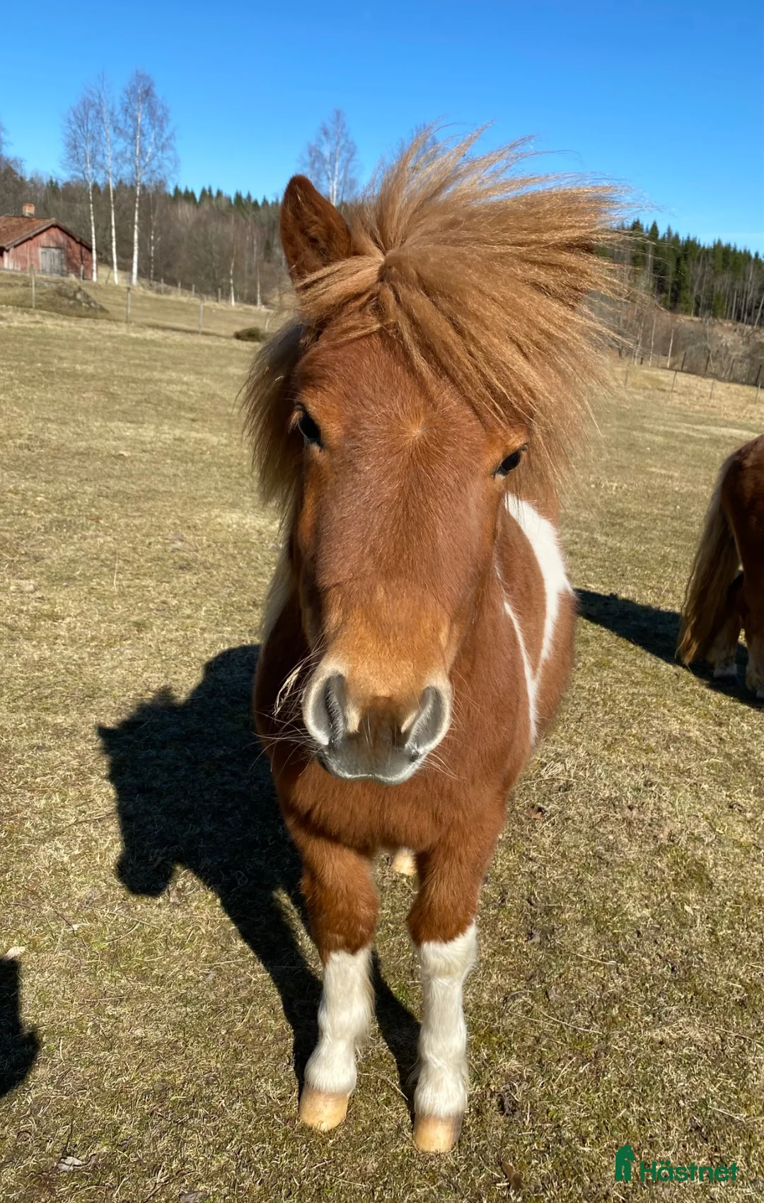 Allround hästar till salu: Fint 1 års sto - Annons 2
