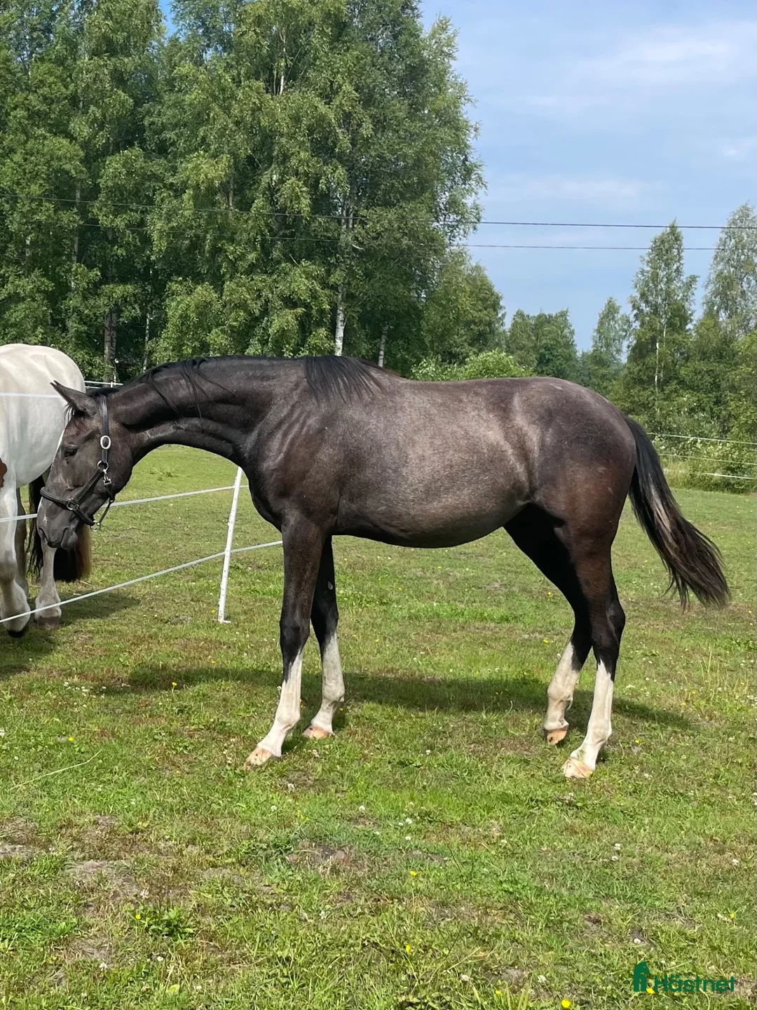 Hoppning hästar till salu: Snyggt SWB-sto -25 🌟 e. Special One - Cartier - Annons 1
