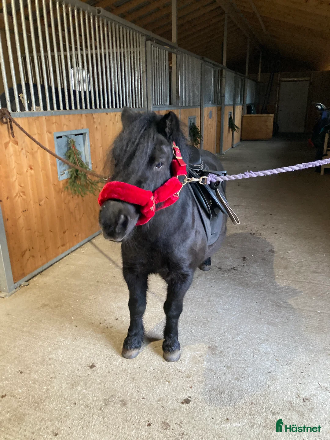 Allround hästar till salu: Rar Shetlandsponny i Linköping - Annons 6