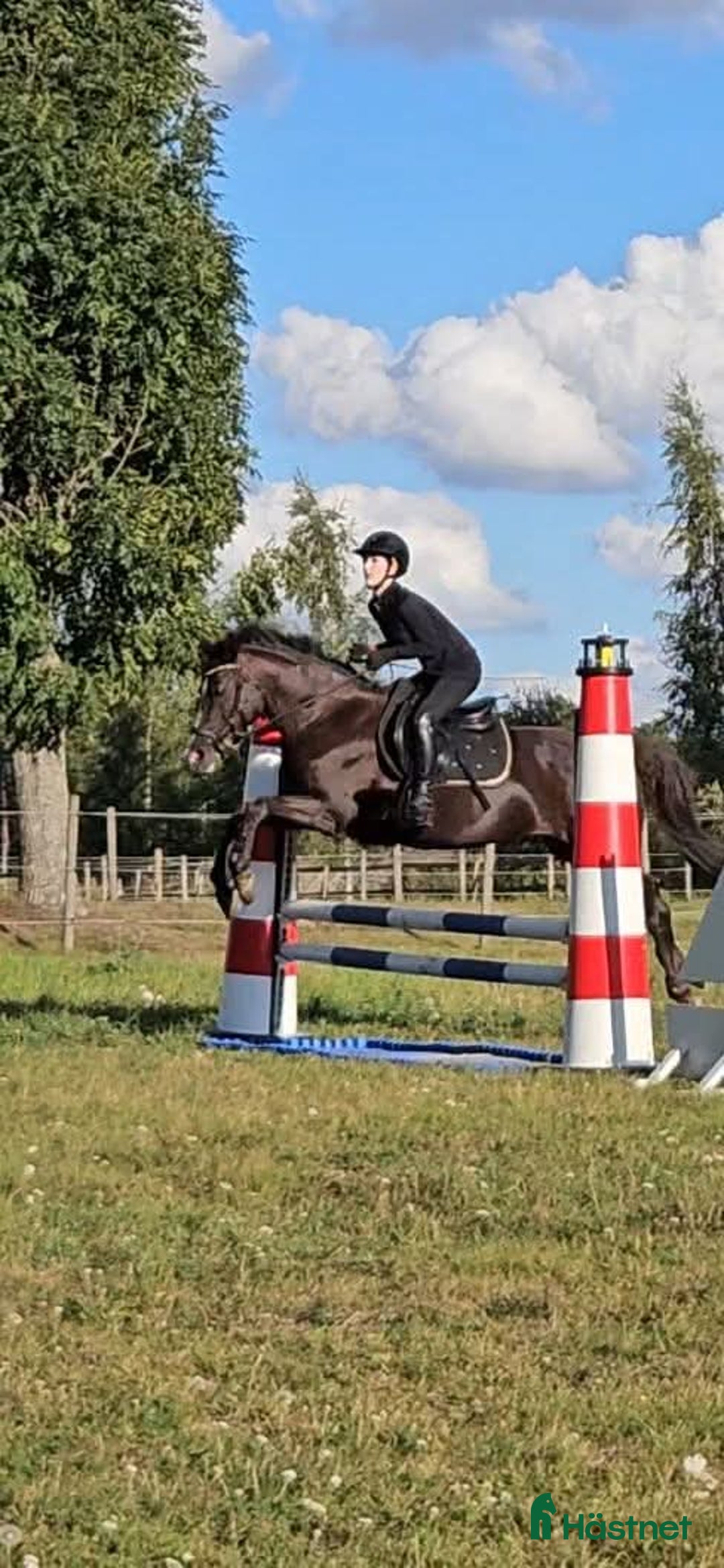 Allround hästar till salu: Elegant multi-talang i Svärtinge - Annons 12