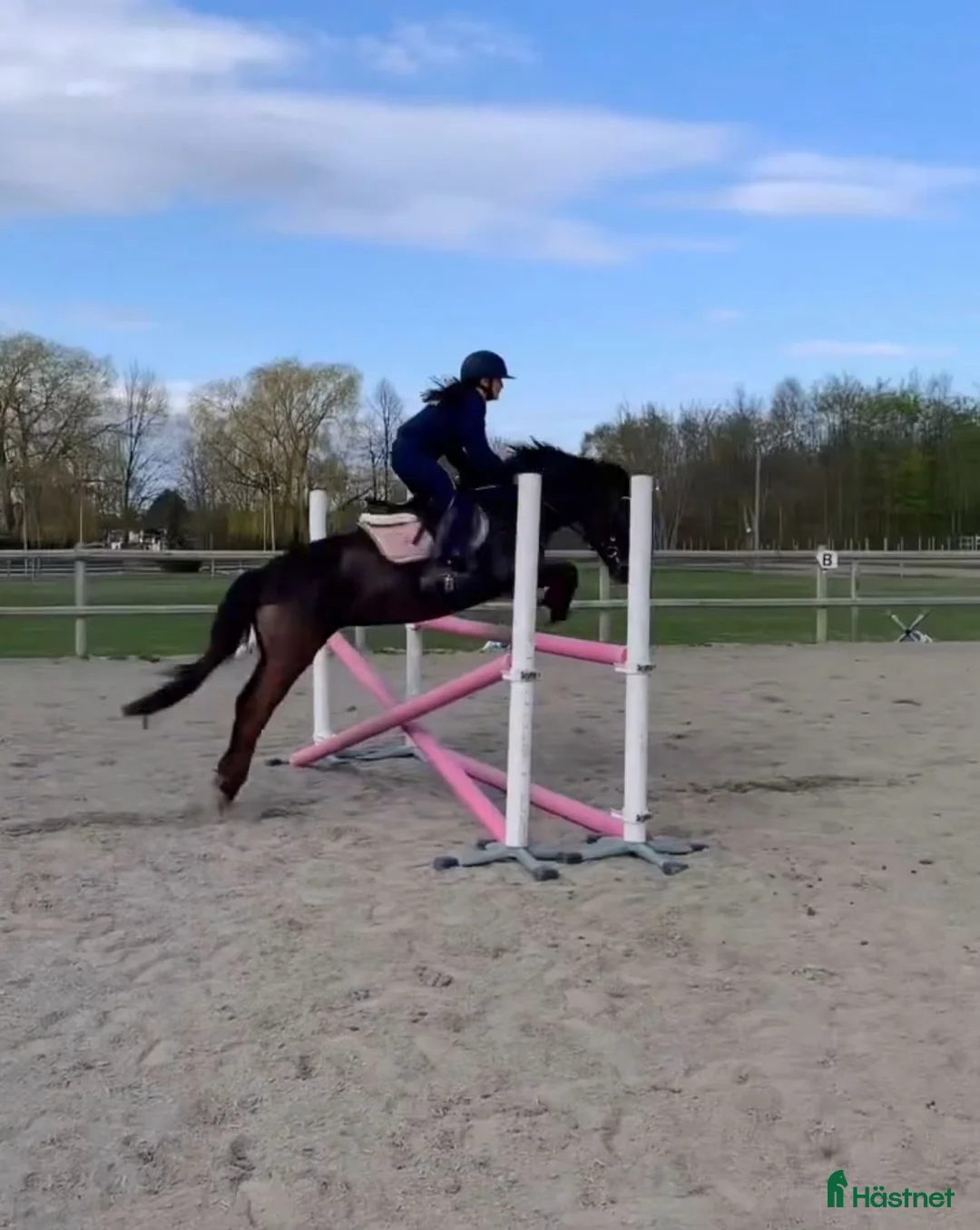 Allround hästar till salu: Vår underbara Spirit söker kärleksfullt hem  - Annons 3