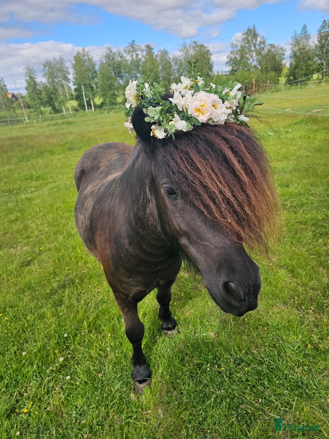 Sällskap hästar till salu: Vacker söt liten ponny i Venjan - Bild 3