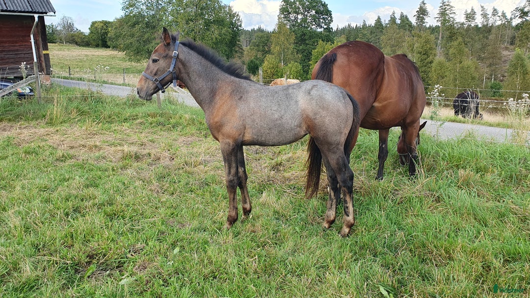 Hoppning hästar till salu: Hoppföl x3 säljes- Svårklassmöderne & Elithingstar i Lammhult - Annons 10