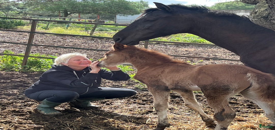 Galleribild {{count}}