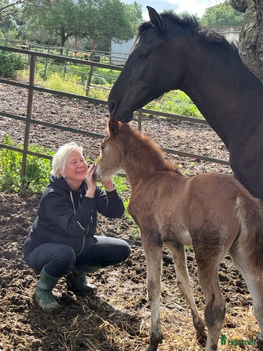 Galleribild {{count}}