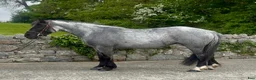 Allround hästar till salu: Stunning Irish Cob - Annons 5