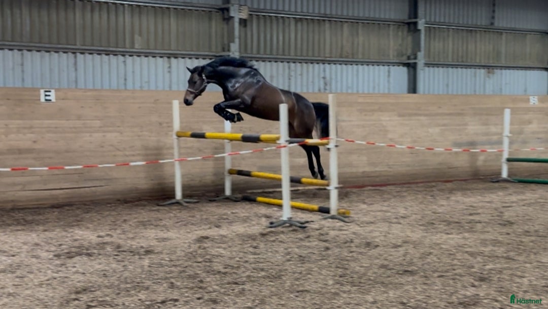 Allround hästar till salu: Dubbeltalang i Handen - Annons 2