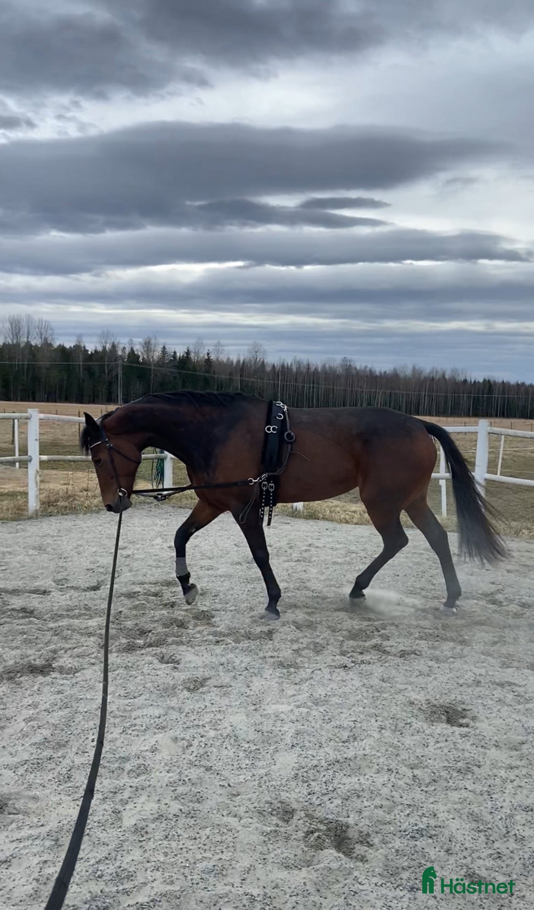 Övrigt hästar till salu: Ridtravare söker nytt hem i Kil - Annons 2