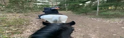  medryttarhäst sökes: Medryttare finnes i Linköpingstrakten i Linköping - Annons 1