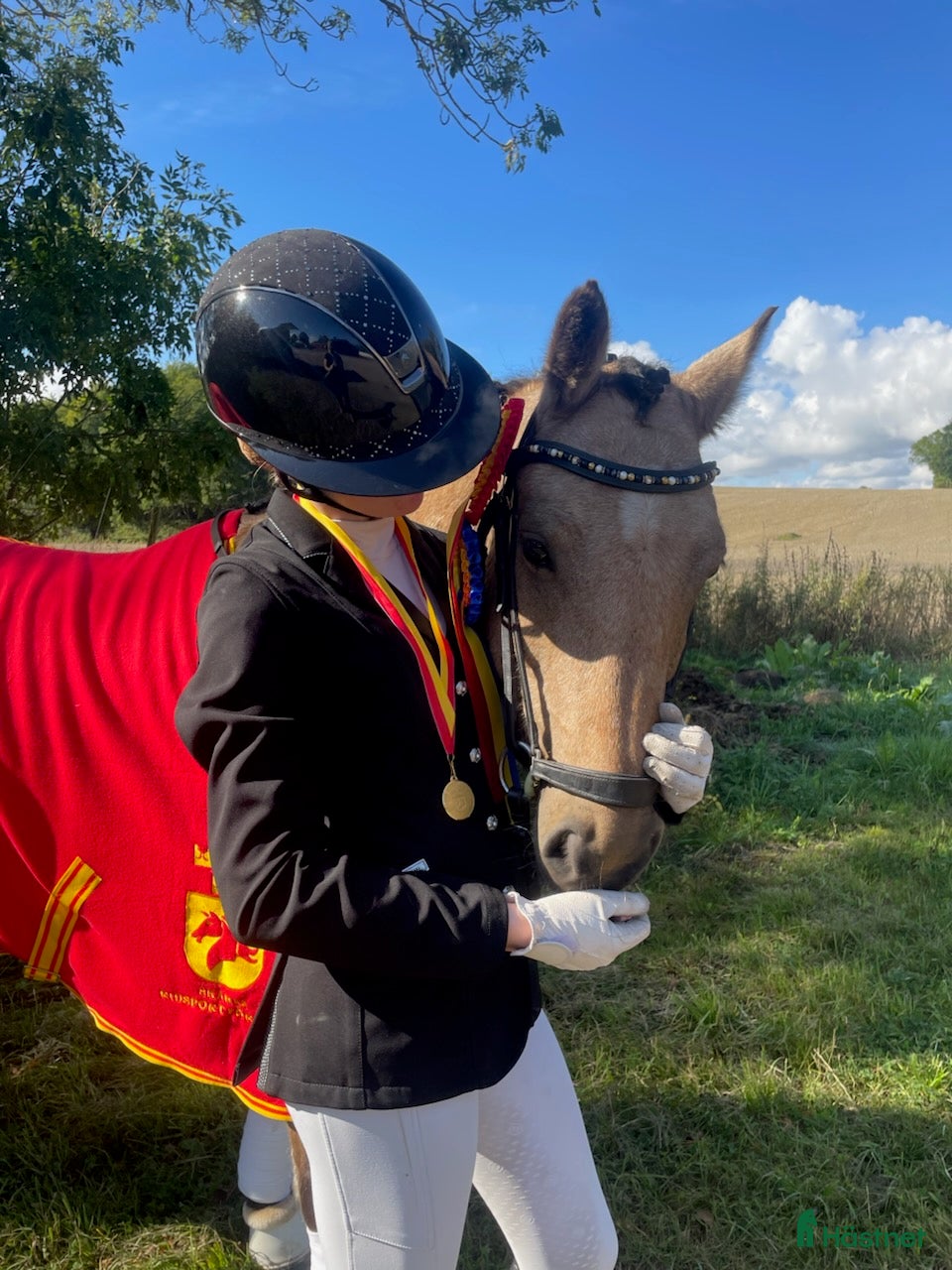 Dressyr hästar till salu: Topponny oavsett disciplin - Annons 1