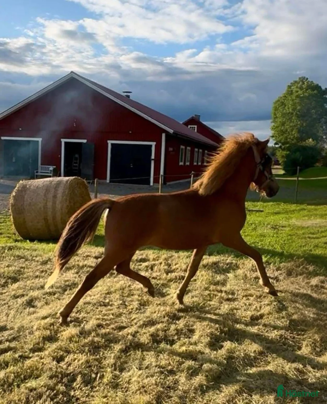 Island hästar till salu: Lovande islandshäststo -24 med fin stam - Annons 2