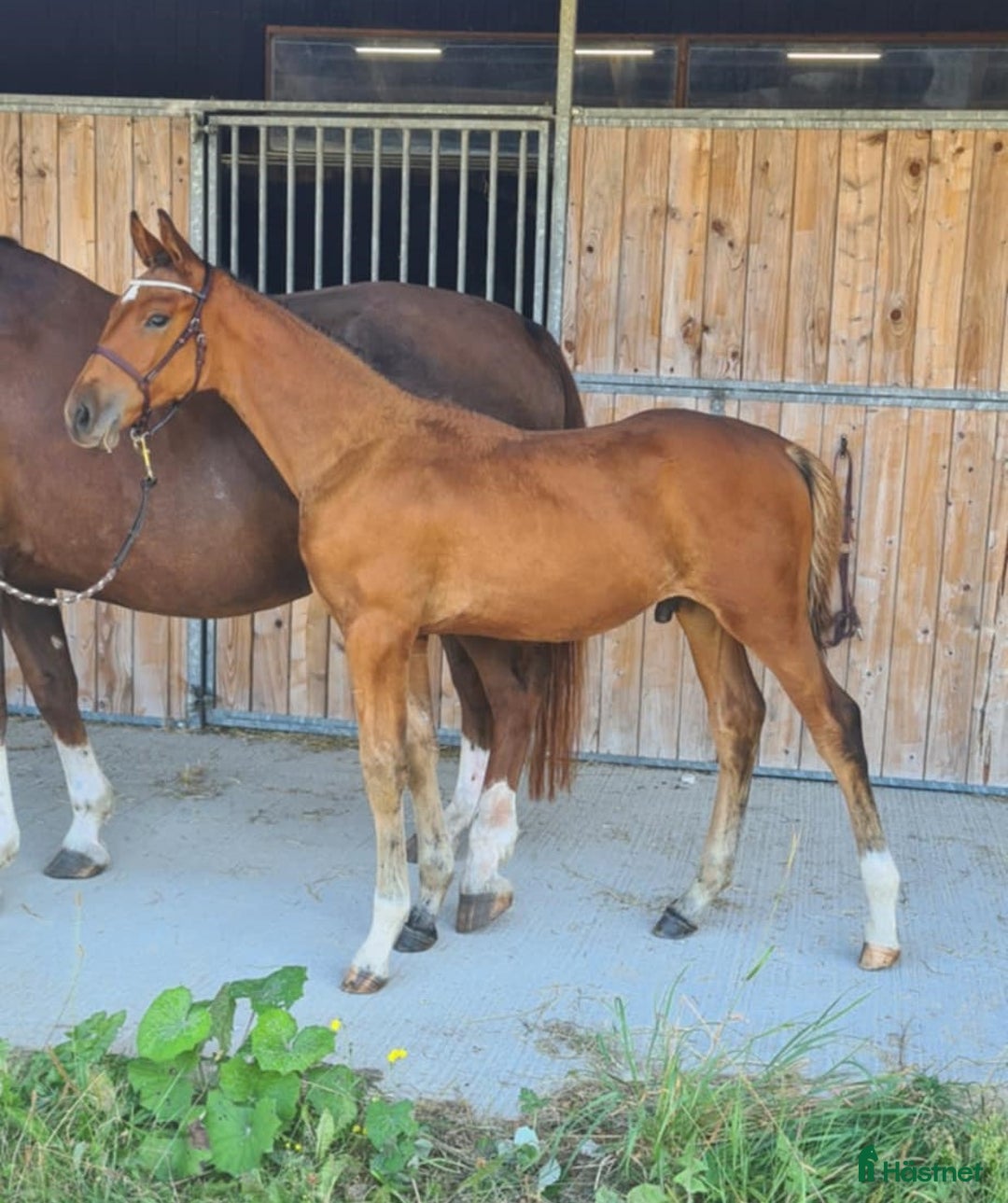 Allround hästar till salu: Passa på att fynda i Skurup - Annons 1