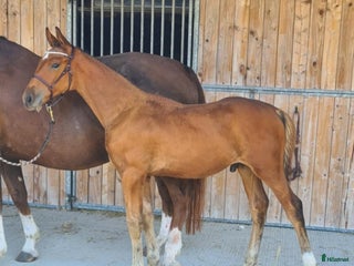 hästar Passa på att fynda i Skurup - Annons 6