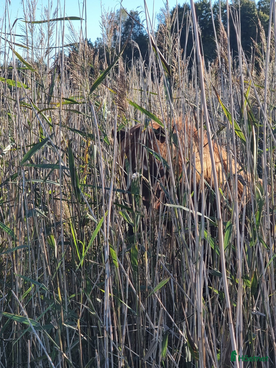 Island hästar till salu: Känslig kille med potential letar nytt hem. i Västerås - Annons 4