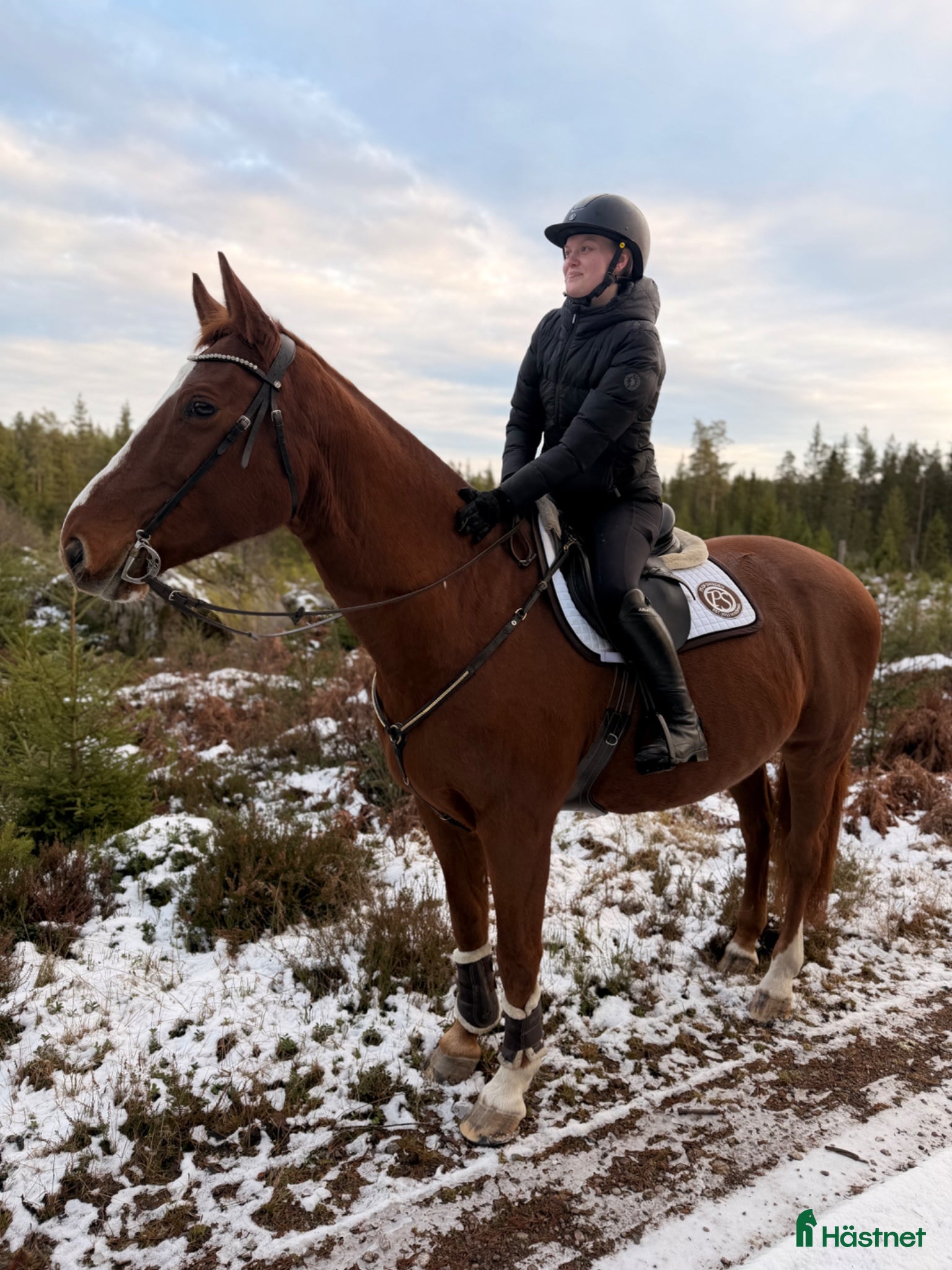 Allround hästar till salu: Hobby/avel i Värnamo - Annons 3
