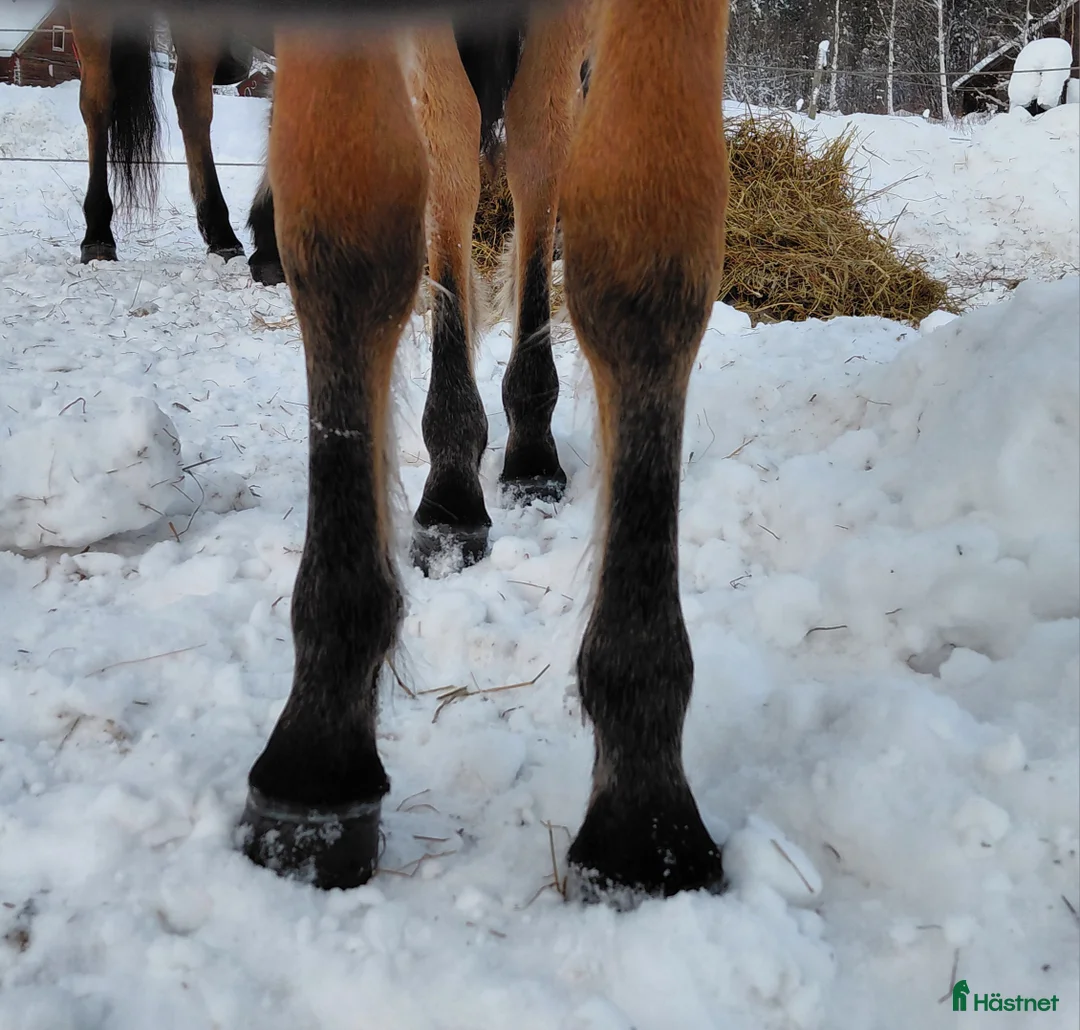 Trav hästar till salu: Kriteriet 2028 - Annons 4