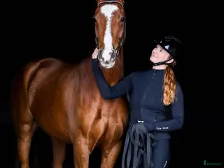 hästar Coolaste killen - Annons 1