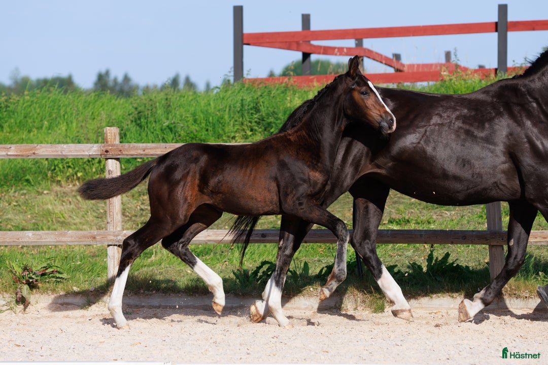 Dressyr hästar till salu: Vackert sto med spännande stam i Östervåla - Annons 2