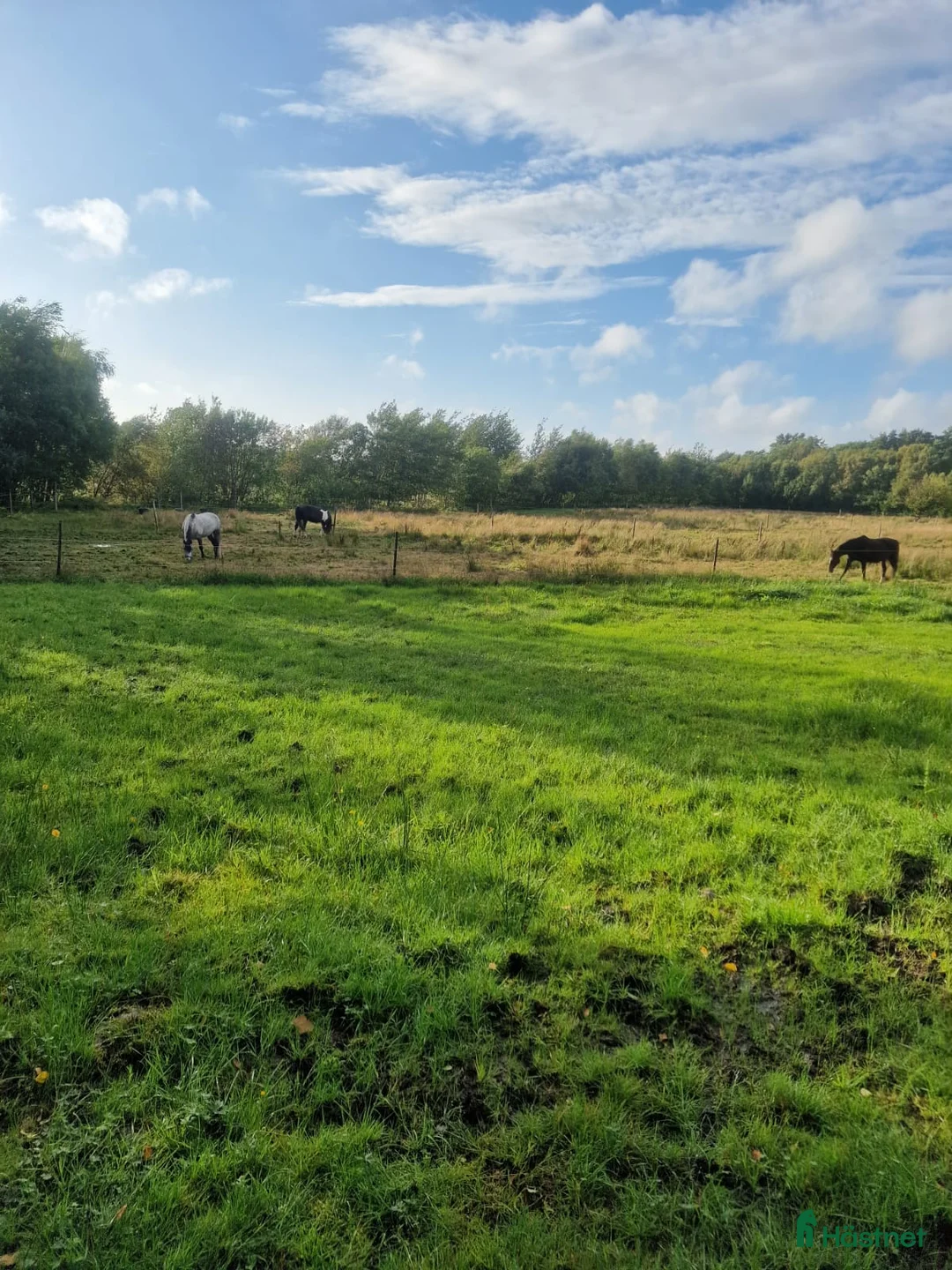  stallplats finnes: Stallplats med tillgång till två ridhus & paddock i Lysekil - Annons 6