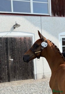  hästar Jonsbergs Cavec (SWB-Hingst) i Vikbolandet - Annons 18